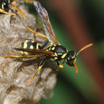 paper-wasp