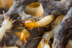 Termites cause billions of dollars of property damage each year