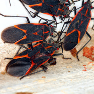 Boxelder bugs make their homes near native Texas trees