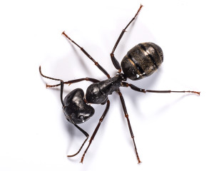 Understanding these ant facts can aid you in your pest control efforts