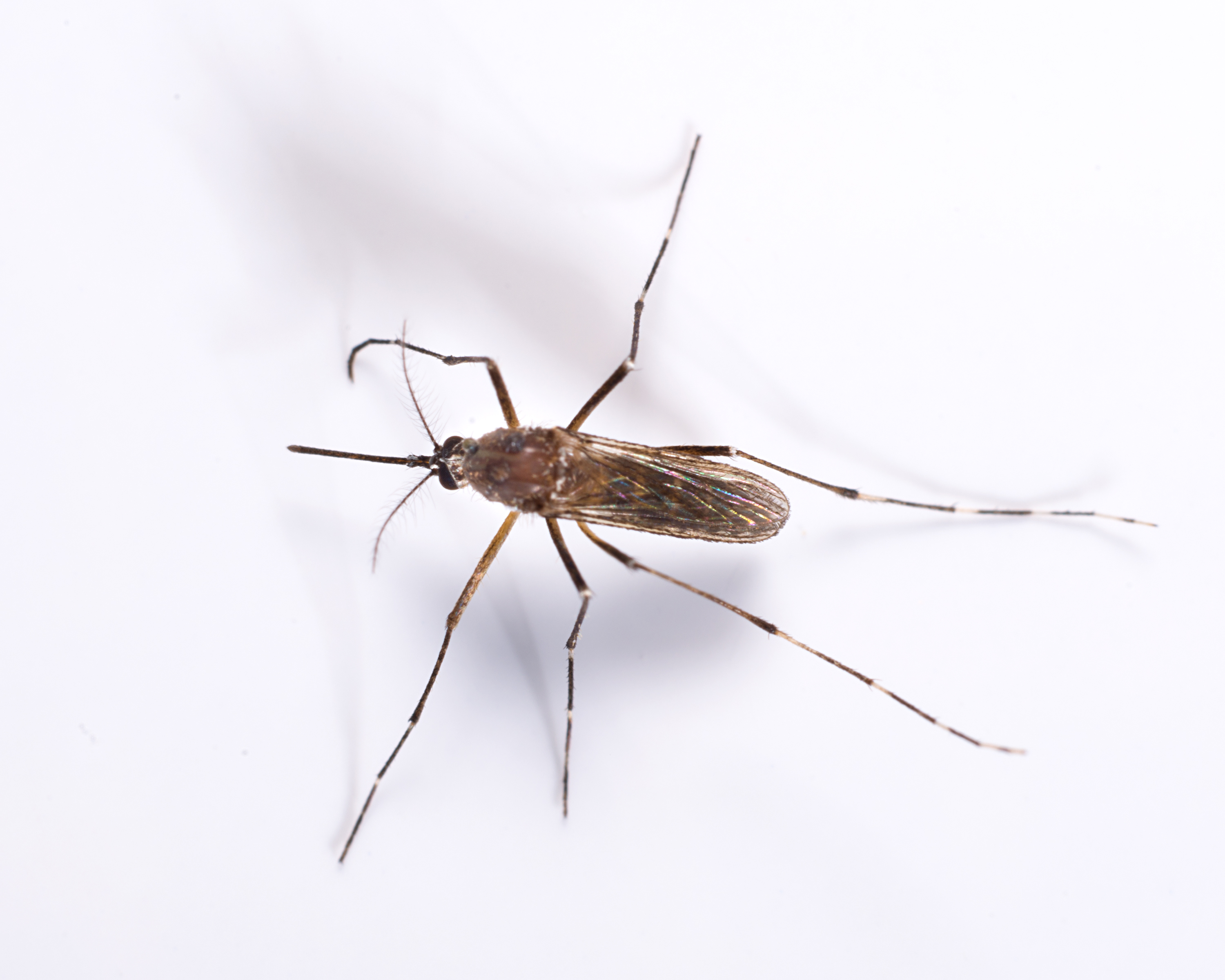 Do you know how to control mosquitoes?