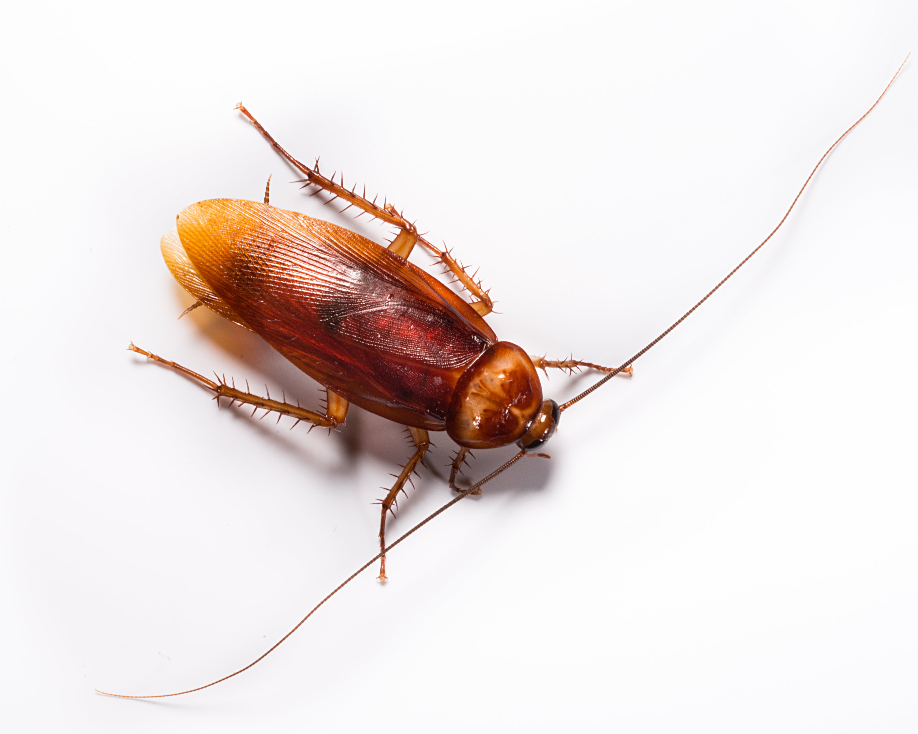 What is a Palmetto Bug? | ABC Orlando Blog