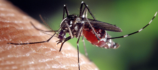Zika is spread by tiger mosquitoes