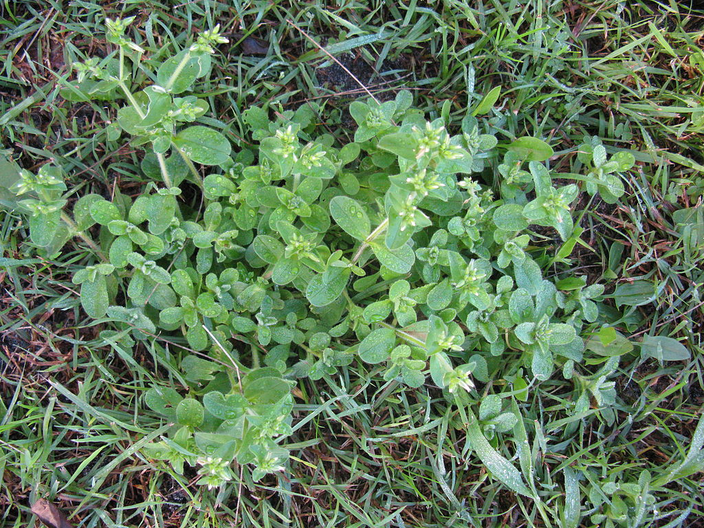 Chickweed common lawn weedin Central Texas