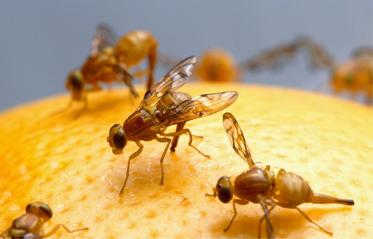 Fruit Flies Vs. Gnats - The Bug Master Pest Control and Disinfecting