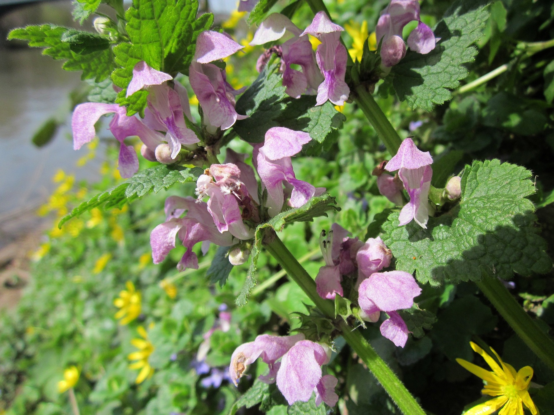 Henbit is a common Texas weed with flowers