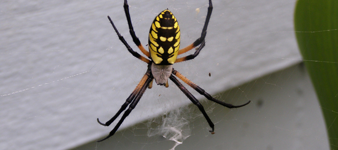 texas writing spiders are good for your garden