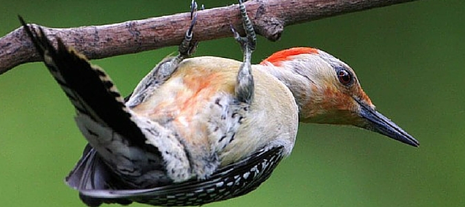 Woodpecker featured img