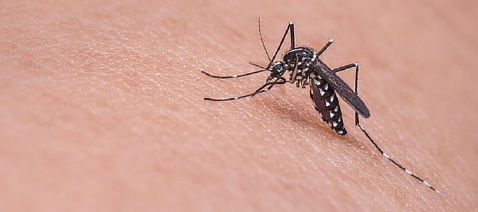 why mosquitoes bite feet