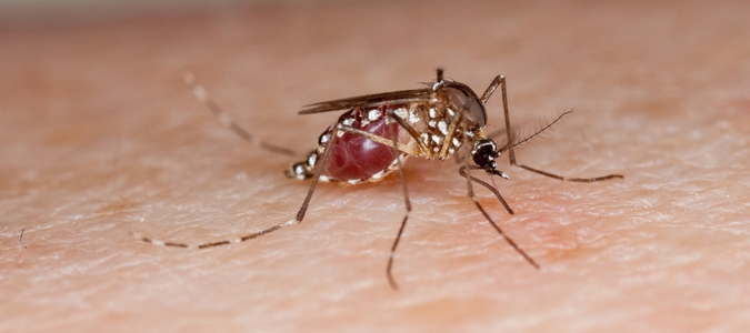 ways to prevent mosquito bites