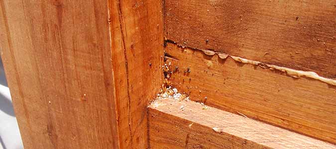 What Do Bats Have To With Bed Bugs, Bed Bugs In Wood Frame