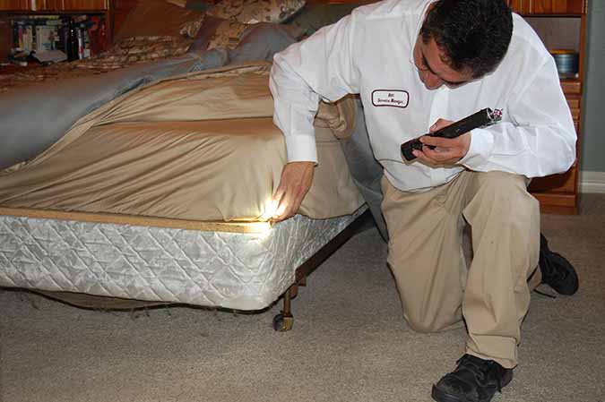 inspecting for bed bugs