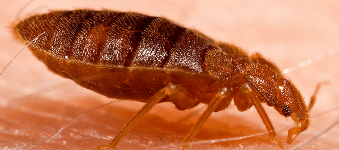 Where Do Bed Bugs Come From Abc Blog, Can Bed Bugs Get In Blankets