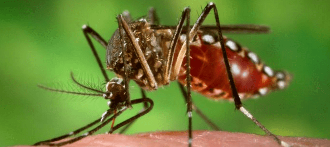 Aedes egypti