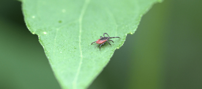 How to prevent Lyme disease