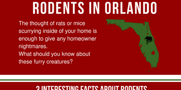 Rats in Florida