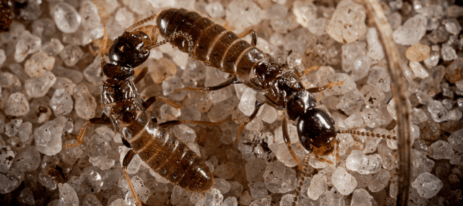 can termites eat concrete