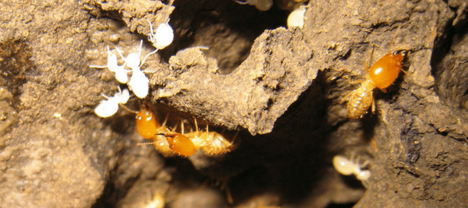 Early signs of termites