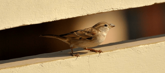 How to Get Rid of Birds in the Attic