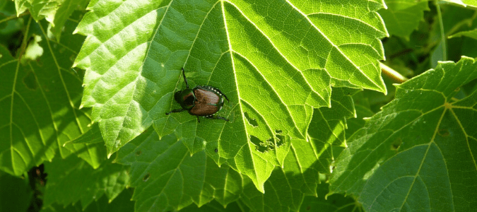A Japanese beetle on a leaf