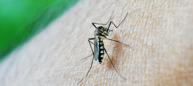 What attracts mosquitoes to humans