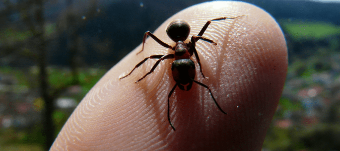 how to treat ant bites