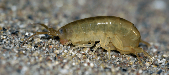 Can sand fleas travel home with you