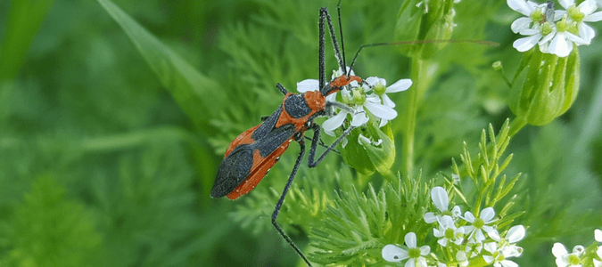 Kissing bug Texas