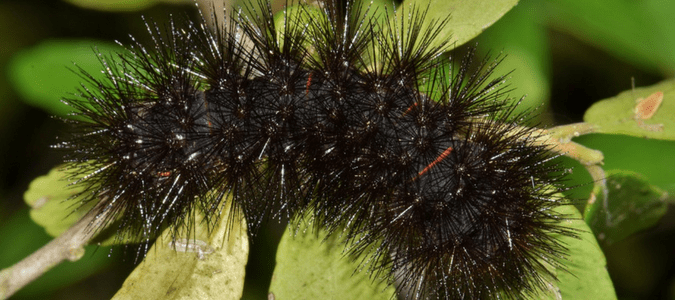 black spiky caterpillars
