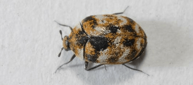 Handling A Carpet Beetle Infestation