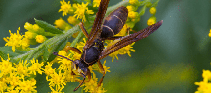 mahogany wasp