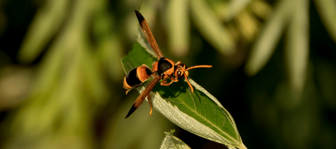 orange wasp