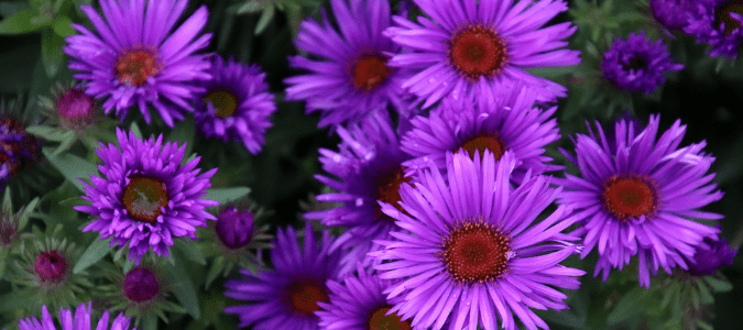 A fall aster plant