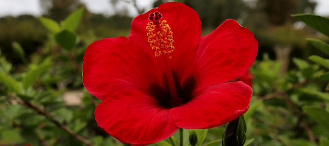 A hibiscus plant