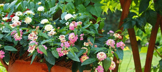A lantana plant