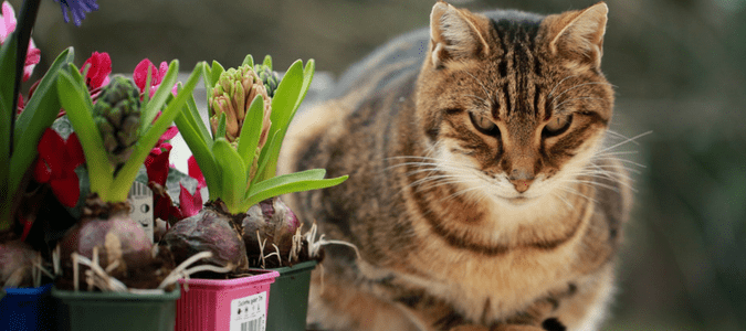 What flowers are toxic to cats