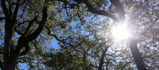best time to prune oak trees in Texas