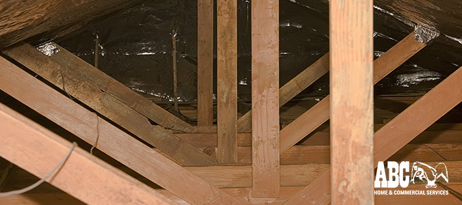 Pest In Your Attic 5 Signs There Is One And 8 Ways To Prevent It