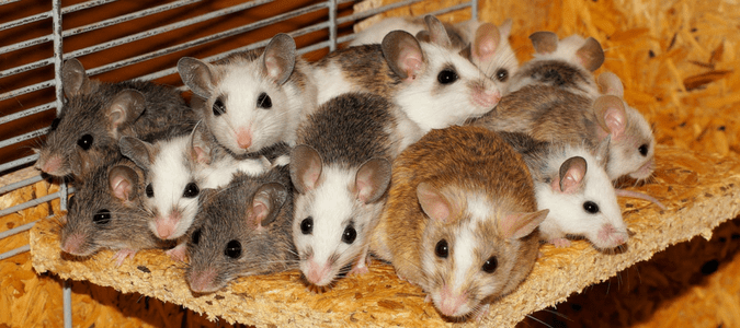 Can Mice Chew Through Walls