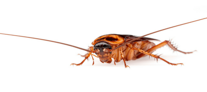 How many roaches is an infestation