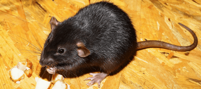 Roof Rat vs. Norway Rat: How Are They Different? | ABC Blog