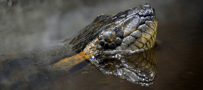 Black Water Snake