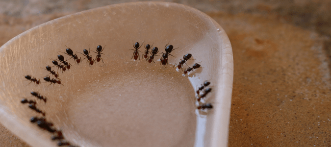 Types of House Ants