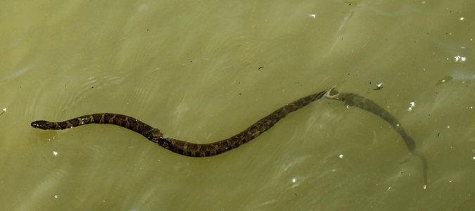 blotched water snake