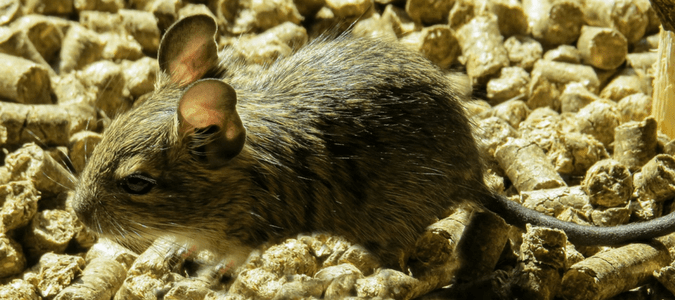 rat vs mouse droppings