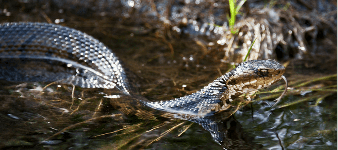 water snakes in Texas