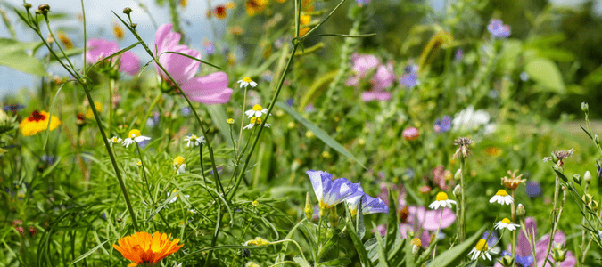 Planting wildflowers in garden