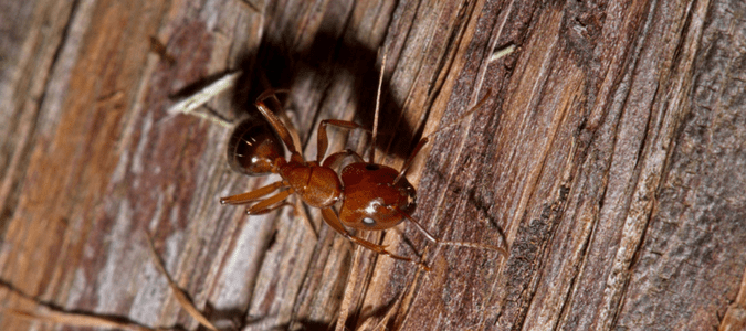 Termite soldier vs ant