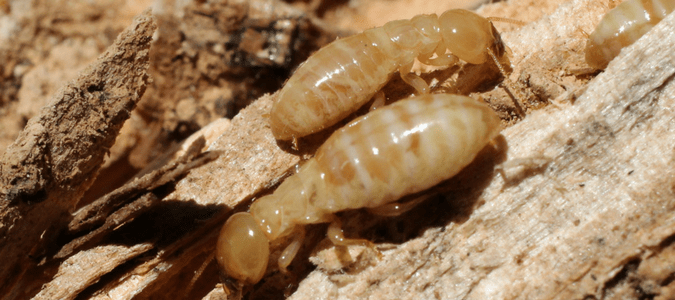 What do worker termites look like