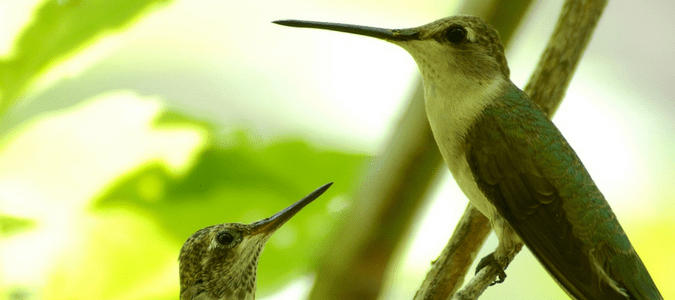Hummingbirds migration Texas